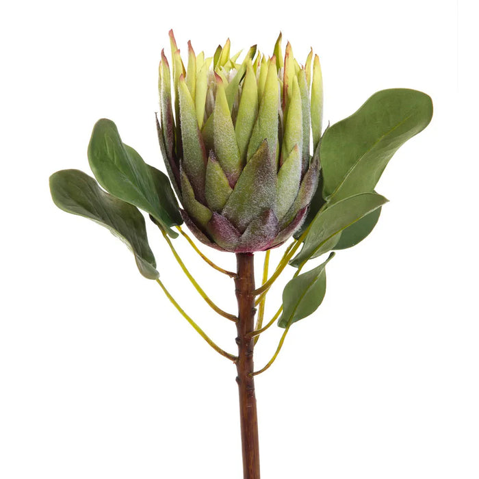 King Protea 60cm Green Pack of 6