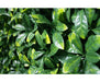 Laurel Leaf Screens / Panels UV Stabilised 1m X 1m
