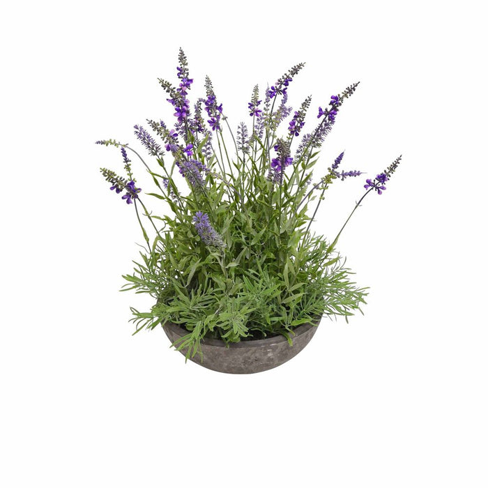 Lavender Plant In Pot 51cm