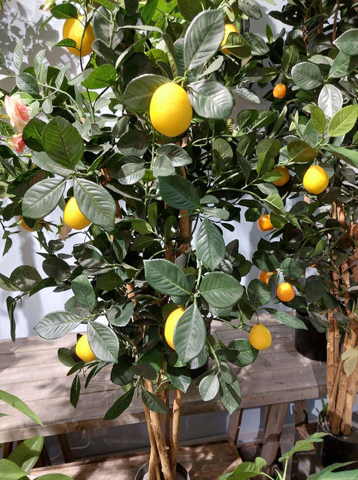 Lemon Tree 115cm