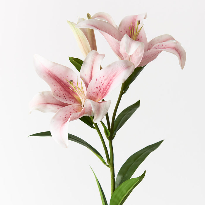 Lily Asiatic Stem 87cm Light Pink Pack of 12