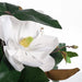 Magnolia Grandiflora Mix in Vase - White - 48cm