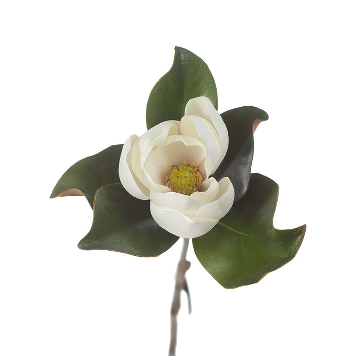 Magnolia Stem 60cm White Pack of 12