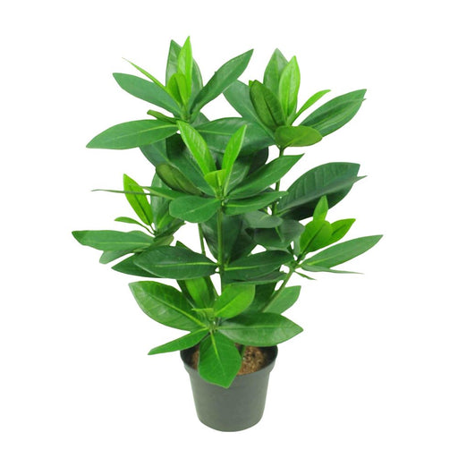 Mini Bay Leaf Potted Plant Pack of 3