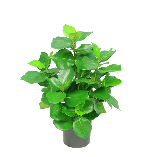 Mini Clusia Bush Potted Plant Pack of 2