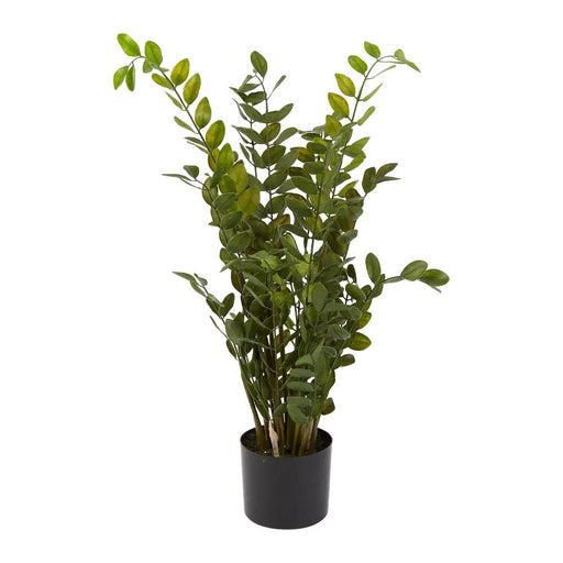 Money Tree Plant in Black Pot Pack of 2