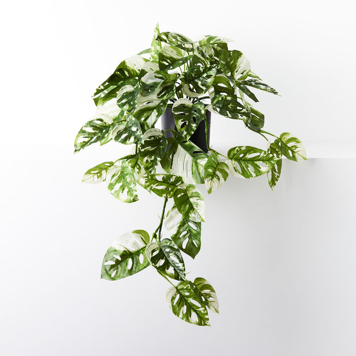 Monstera Adansonii Hanging Bush in Pot Green White 76cm Pack of 2