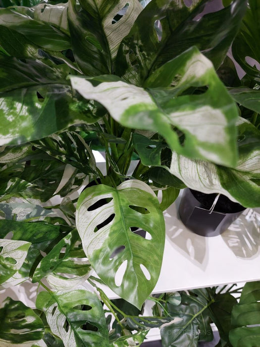 Monstera Adansonii Plant in Pot Green White 53cm Pack of 4