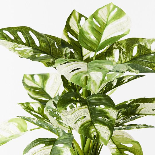 Monstera Adansonii Plant in Pot Green White 53cm Pack of 4