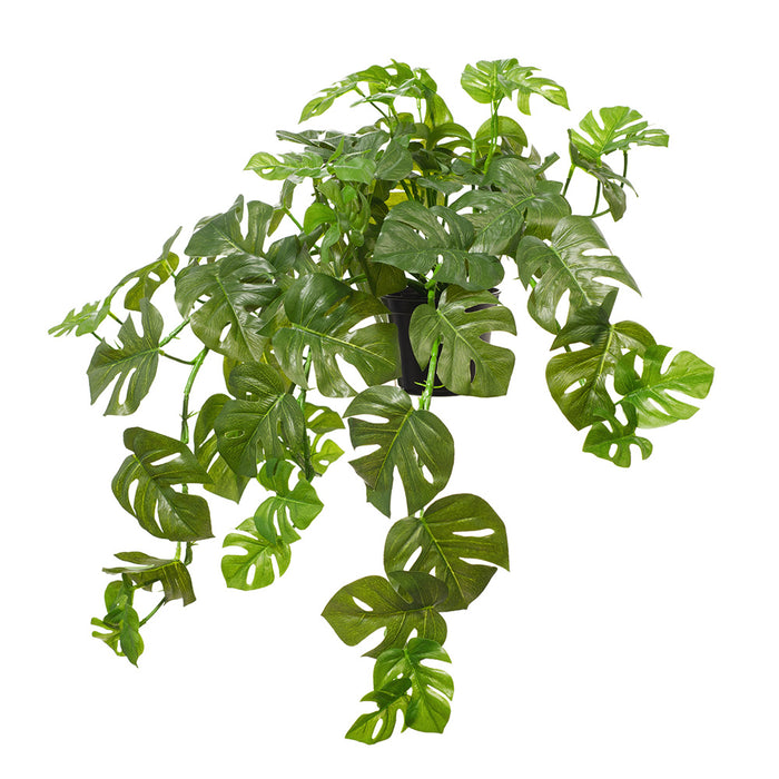 Monstera Hanging Bush in Pot Green 56cm Pack of 4