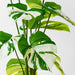 Monstera Plant 50cm Pack of 2