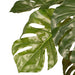 Monstera Plant Green 56cm Pack of 2