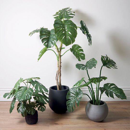 Monstera Plant Green 66cm Pack of 2