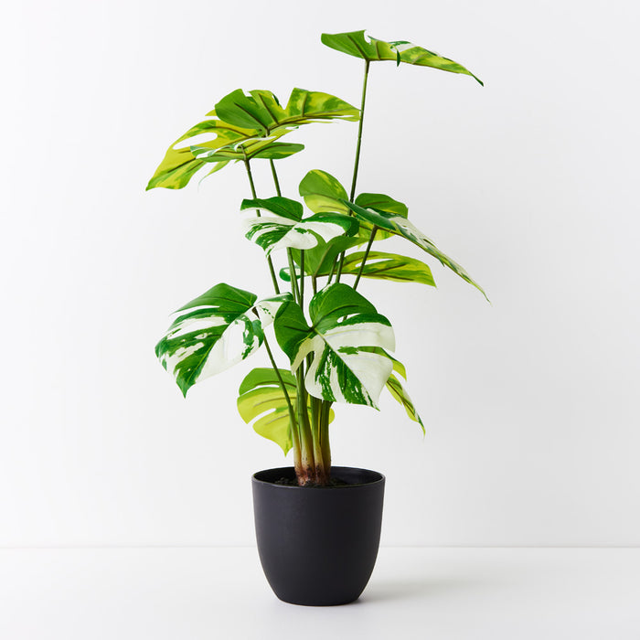 Monstera Plant Variegated 50cm Pack of 2
