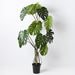 Monstera Vine Plant Green 150cm Pack of 2