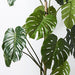 Monstera Vine Plant Green 150cm Pack of 2