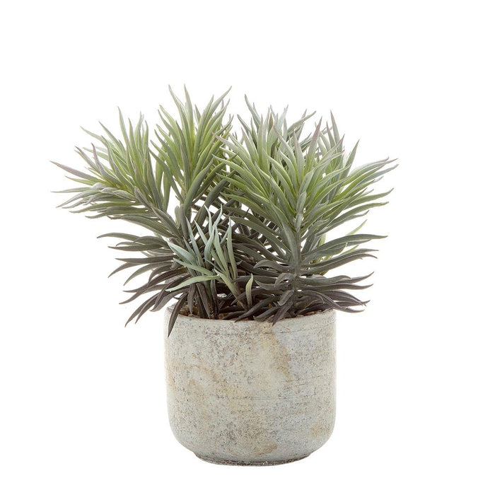 Needle Succulent in Pot 23cm Green Set of 4