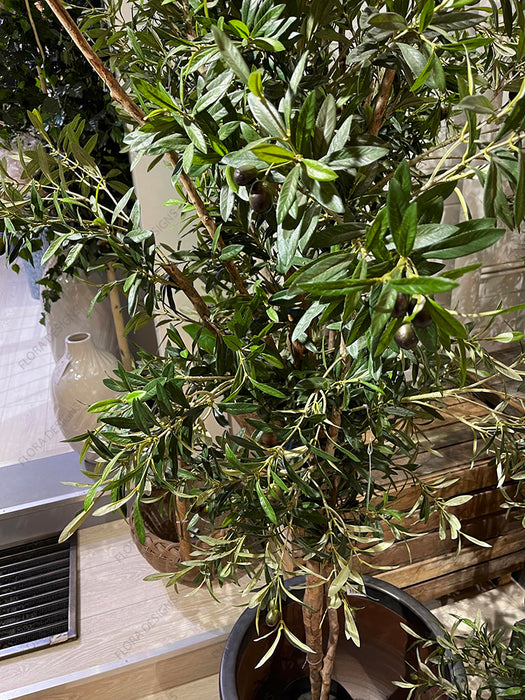 Olive Tree 200cm