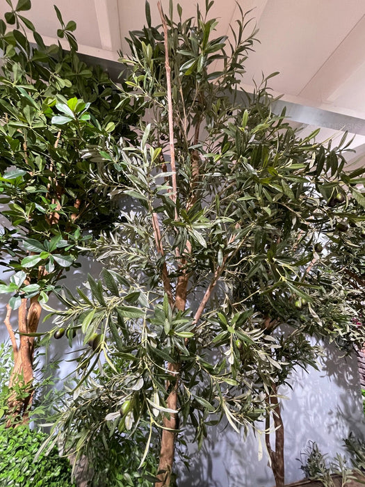 Olive Tree 240cm