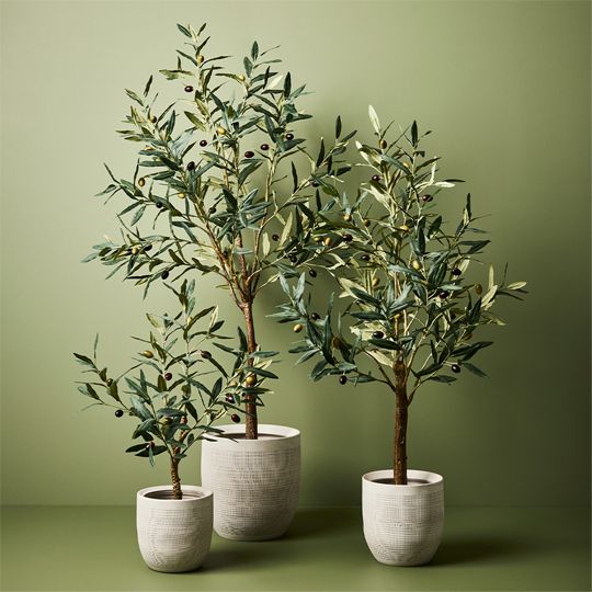 Olive Tree 61cm Pack of 2