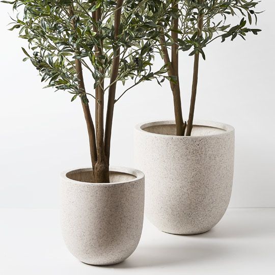 Olive Tree Green 150cm Style B Pack of 2