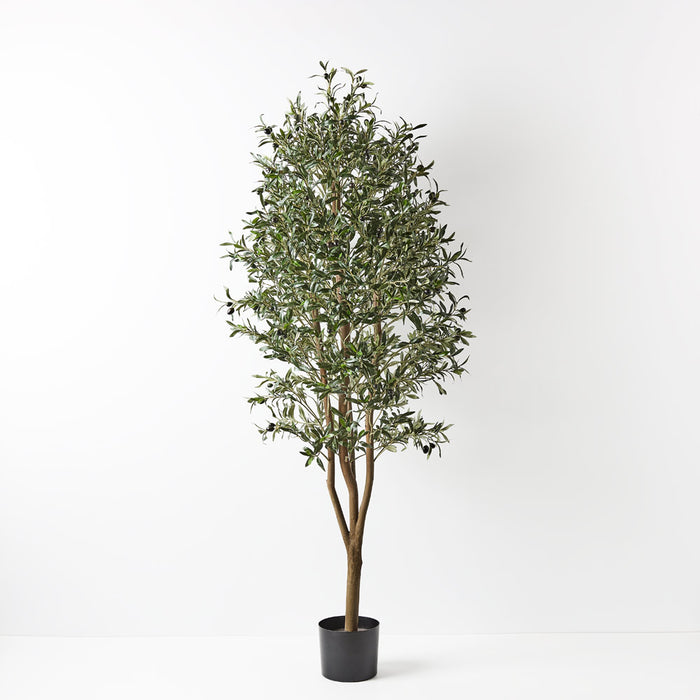 Olive Tree Green 180cm Style B Pack of 2