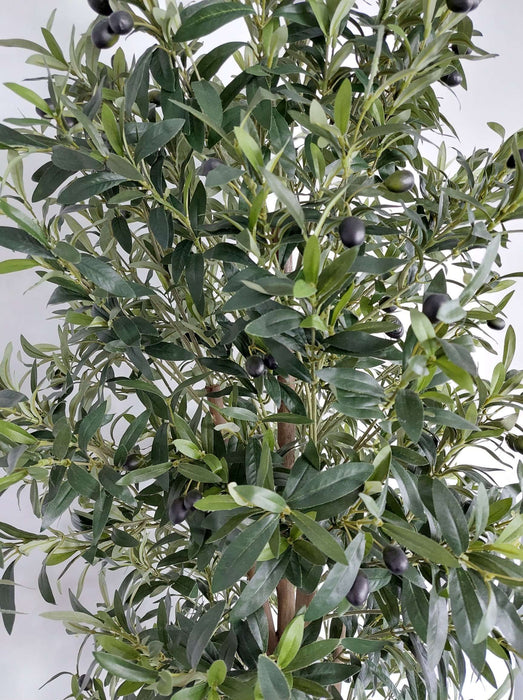 Olive Tree Green 200cm Pack of 2