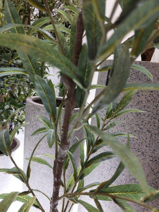 Olive Tree Grey Green 152cm Pack of 2