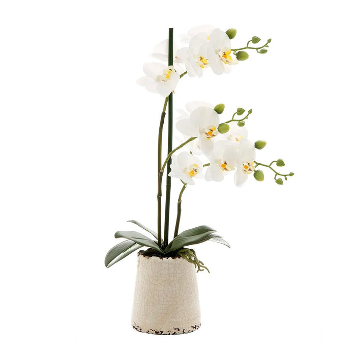 Orchid In Ivory Pot White 50cm Set of 2