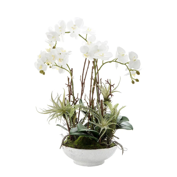 Orchid In White Pot With Ferns 60cm