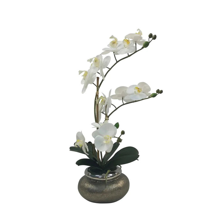 Orchid Phalaenopsis In Antique Bowl 53cm