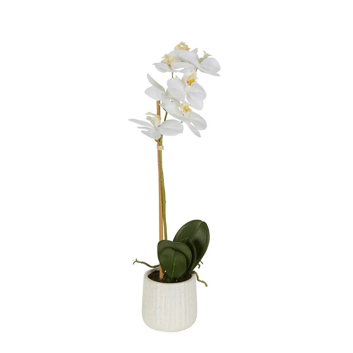 Orchid White In Ceramic Pot 50cm Set of 2