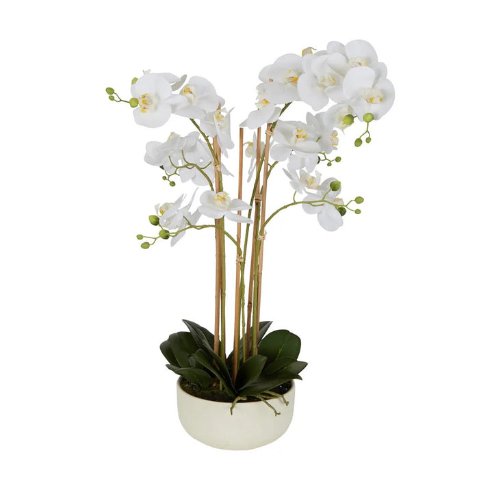 Orchid White Potted Real Touch 71cm