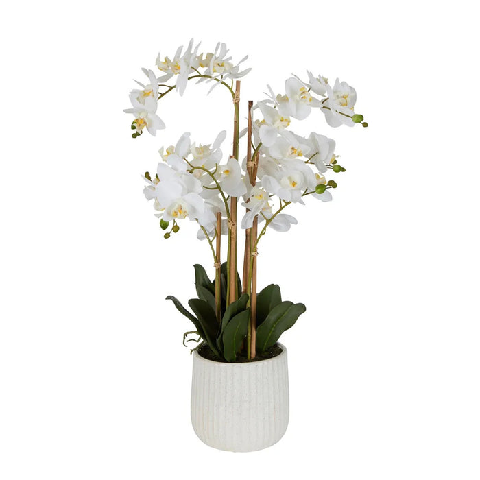 Orchid White Real Touch In Ceramic Pot 71cm