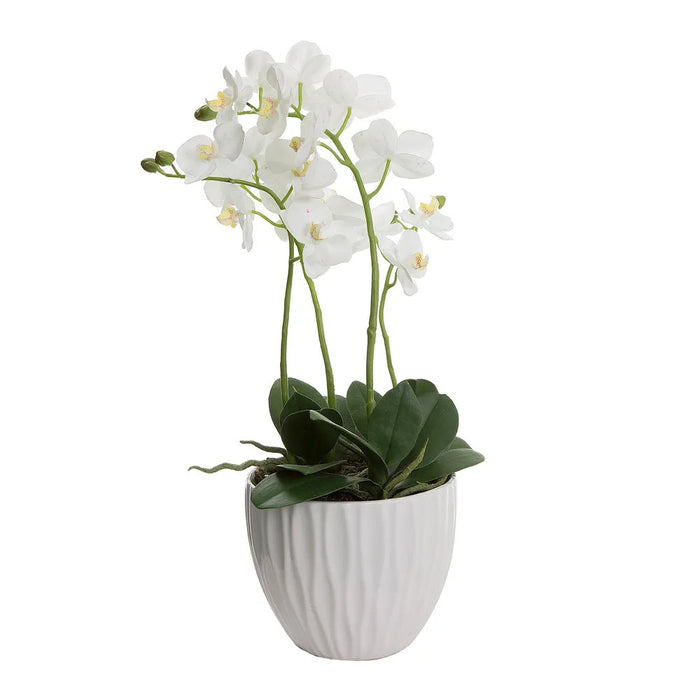 Orchid White in White Pot 60cm