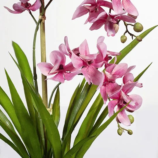 Orchid Ascocenda in Pot - Pink - 48cm Set of 2