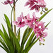 Orchid Ascocenda in Pot - Pink - 48cm Set of 2