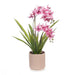 Orchid Ascocenda in Pot - Pink - 48cm Set of 2