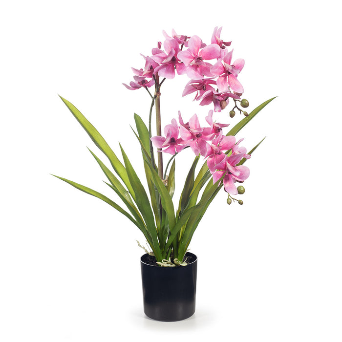 Orchid Ascocenda in Pot - Pink - 48cm Set of 2