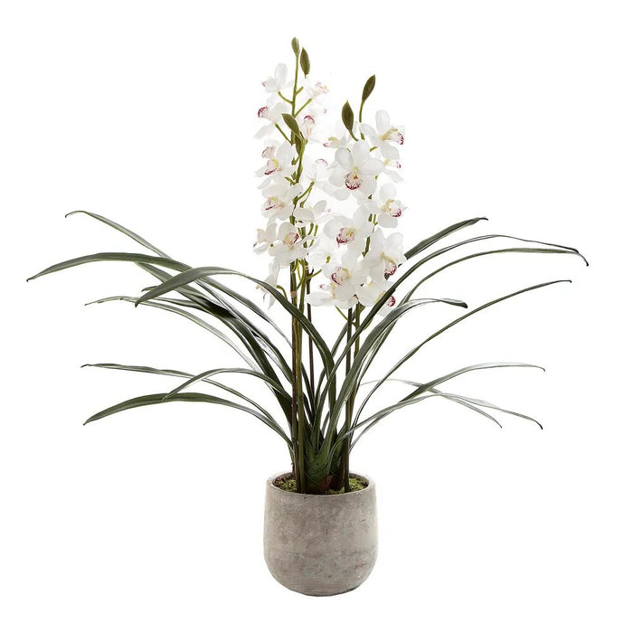 Orchid Cymbidium In Pot 82cm