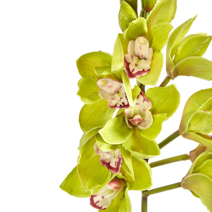 Orchid Cymbidium Spray Green 47cm Pack of 6