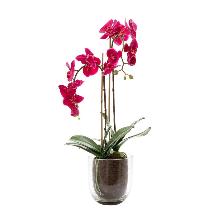 Orchid Fuchsia in Glass Vase 80cm