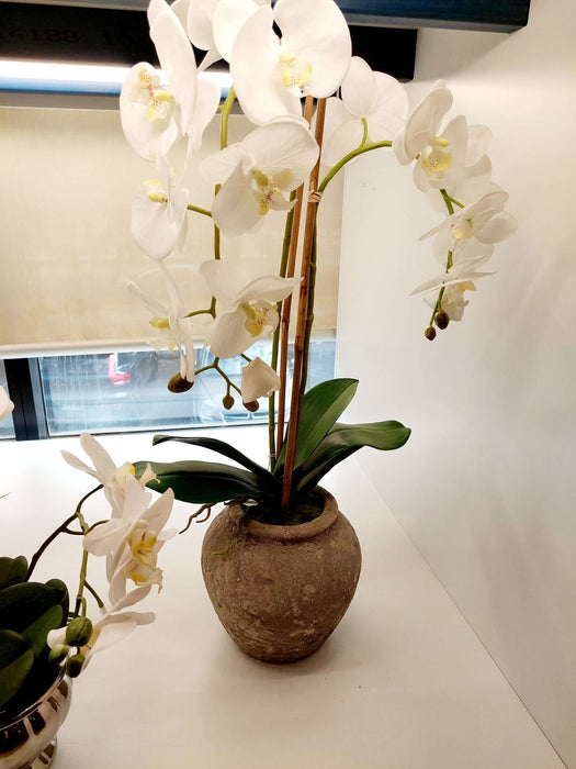 Orchid In Ceramic Pot 70cm White