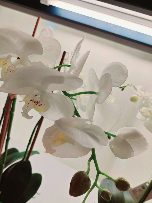 Orchid In Pot 65cm White