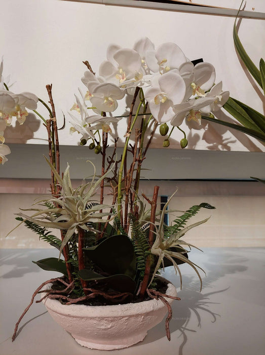 Orchid In White Pot With Ferns 60cm