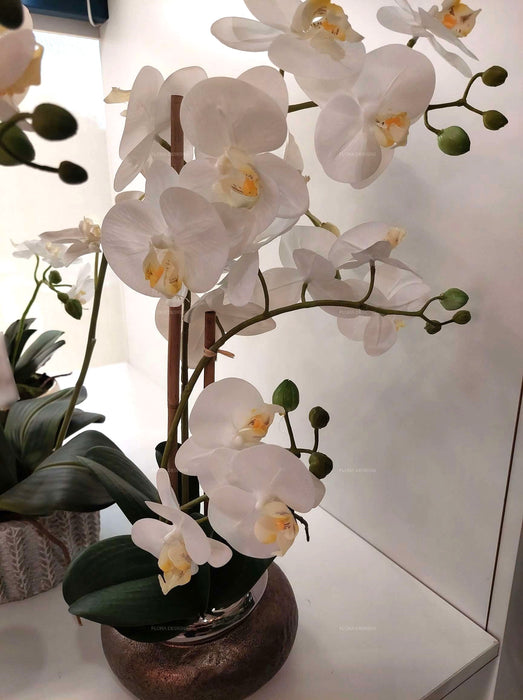 Orchid Phalaenopsis In Antique Bowl 53cm