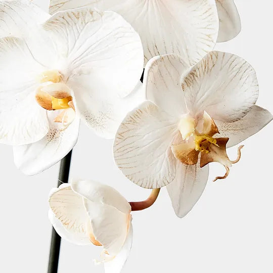 Orchid Phalaenopsis Infused Mini Stem 51cm Dove White Pack of 12