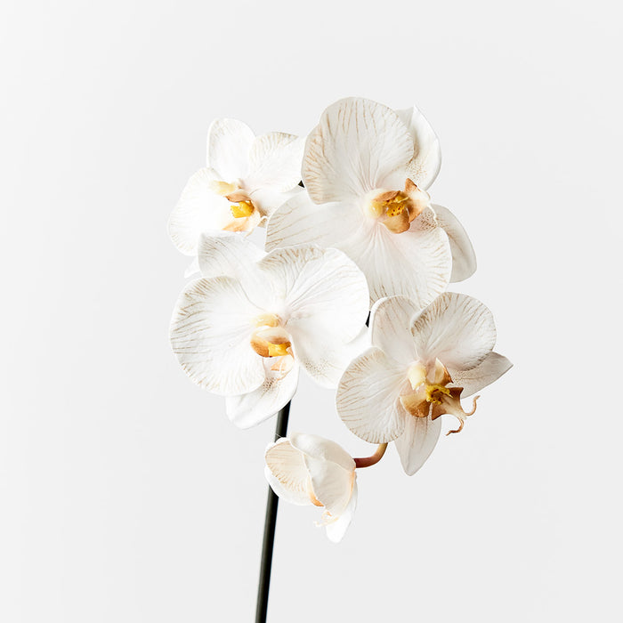 Orchid Phalaenopsis Infused Mini Stem 51cm Dove White Pack of 12