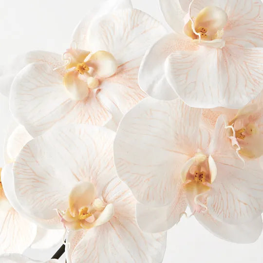 Orchid Phalaenopsis Infused Stem 96cm Apricot Cream Pack of 12