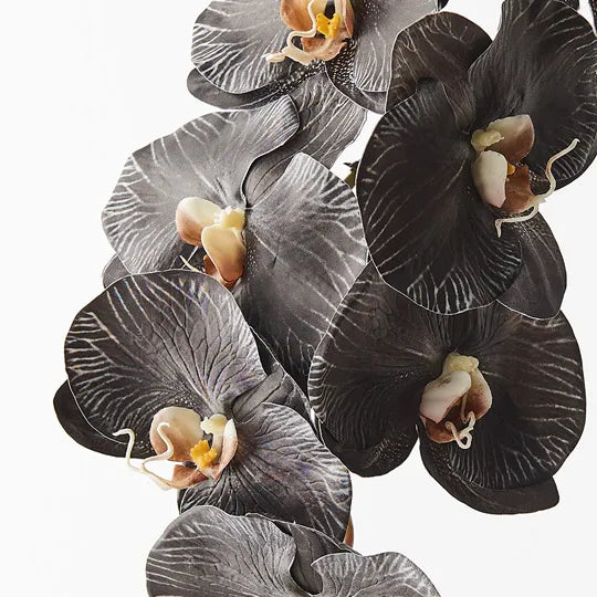 Orchid Phalaenopsis Infused Stem 96cm Black White Pack of 12
